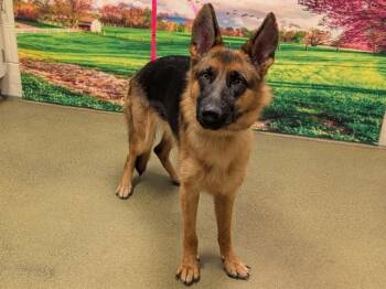 SAVE ME PLEASE Amber - IDA554038 -  German Shepherd Dog Dog for Adoption in San Marcos, California - SAVE ME PLEASE Amber - IDA554038 | PetCurious