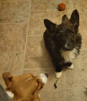 Corgi Dogs Available for Adoption in Schenectady, New York - Heather | PetCurious