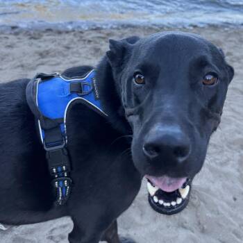 Ollie - Local in Oregon -  Labrador Retriever Dog for Adoption in Brookshire, Texas - Ollie - Local In Oregon | PetCurious