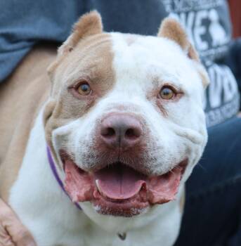 Pit Bull Terrier Dogs Available for Adoption in Kansas City, Kansas - Alpha (AO30200) | PetCurious