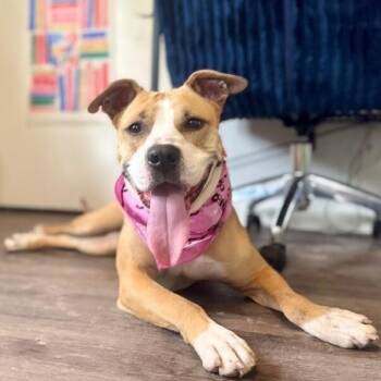 Staffordshire Bull Terrier and Pit Bull Terrier Dogs Available for Adoption in Friendswood, Texas - Darcie Is Love And Fun | PetCurious