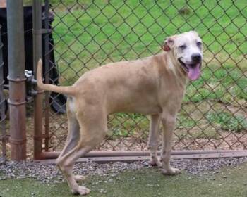 Daryl -  Mixed Breed Dog for Adoption in Athens, Georgia - Daryl | PetCurious