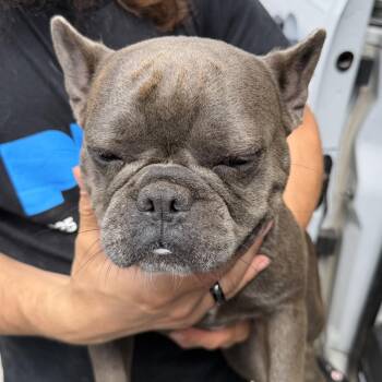 Mystic (JN26-39) -  French Bulldog Dog for Adoption in Peyton, Colorado - Mystic (JN26-39) | PetCurious