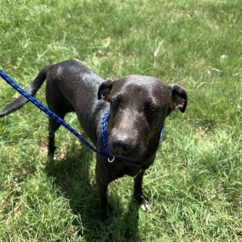 Rescue Black Labrador Retriever Dogs for Adoption in Seguin, Texas - Lina | PetCurious