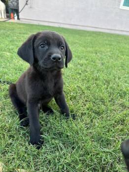 Watts -  Black Labrador Retriever Dog for Adoption in Phoenix, Arizona - Watts | PetCurious