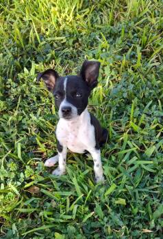 Sammie (TX) -  Terrier Dog for Adoption in New York, New York - Sammie (TX) | PetCurious