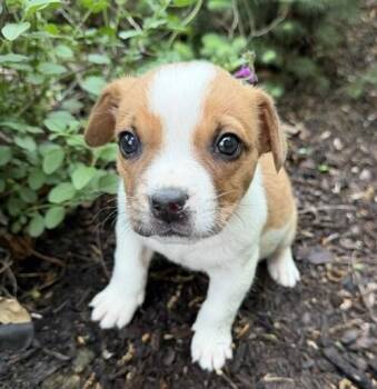 Labrador Retriever and Beagle Dogs Available for Adoption in Washington, District Of Columbia - Baby Reed | PetCurious