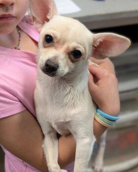 Chihuahua Dogs Available for Adoption in Carson City, Nevada - Klara | PetCurious