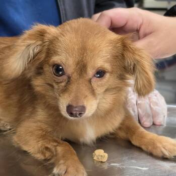 Sina (In Foster) -  Chihuahua and Mixed Breed Dog for Adoption in Newark, New Jersey - Sina (In Foster) | PetCurious