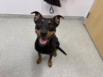 SWEET PEA -  Rottweiler and Mixed Breed Dog for Adoption in Loveland, Colorado - SWEET PEA | PetCurious