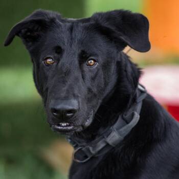 Mixed Breed Dogs Available for Adoption - Beansie | PetCurious