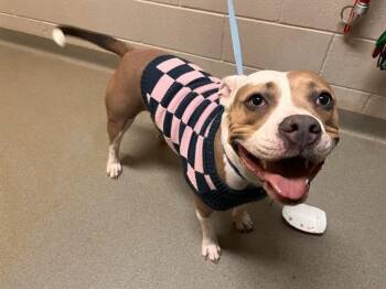 ATHENA -  Pit Bull Terrier and Mixed Breed Dog for Adoption in Colorado Springs, Colorado - ATHENA | PetCurious
