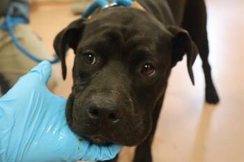 SUNNY -  Mixed Breed Dog for Adoption in Columbia, South Carolina - SUNNY | PetCurious