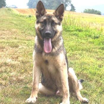 Bear (26-272) -  German Shepherd Dog Dog for Adoption in New Ringgold, Pennsylvania - Bear (26-272) | PetCurious