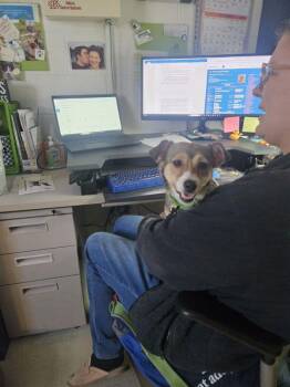 Emi -  Yorkshire Terrier and Chihuahua Dog for Adoption in Roanoke, Virginia - Emi | PetCurious