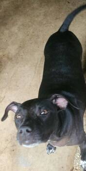 Rescue Pit Bull Terrier Dogs for Adoption in Town 