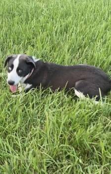 Pandora -  Australian Shepherd and Weimaraner Dog for Adoption in Liverpool, Texas - Pandora | PetCurious