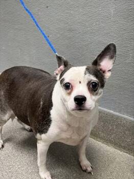 CONNOR -  Chihuahua Dog for Adoption in Las Vegas, Nevada - CONNOR | PetCurious