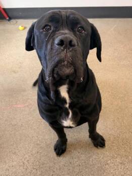 Movado -  Cane Corso Dog for Adoption in Cleveland, Ohio - Movado | PetCurious