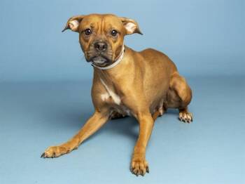 AMY -  Pit Bull Terrier Dog for Adoption in Phoenix, Arizona - AMY | PetCurious