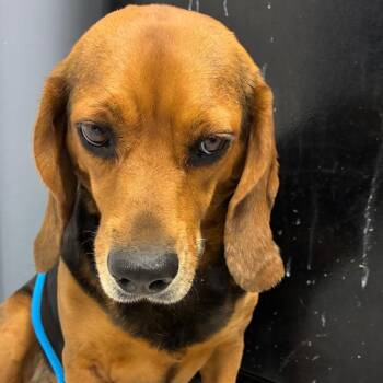 Beagle Dogs Available for Adoption in Birmingham, Alabama - Clementine | PetCurious