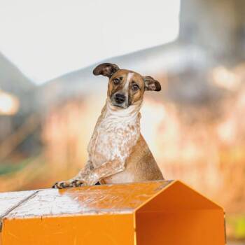 Australian Cattle Dog Blue Heeler and Dachshund Dogs Available for Adoption - Opie | PetCurious