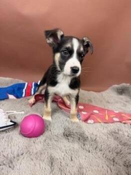 Basenji and Australian Shepherd Dogs Available for Adoption - Cub | PetCurious