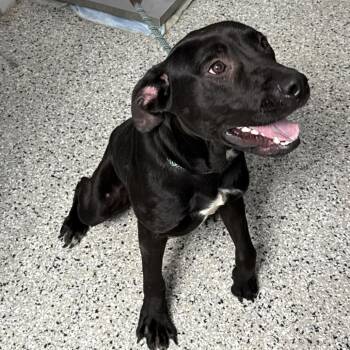 Cleanup on Aisle 5 -  Labrador Retriever and Mixed Breed Dog for Adoption in Hattiesburg, Mississippi - Cleanup On Aisle 5 | PetCurious