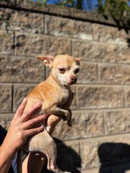 Taz -  Chihuahua Dog for Adoption in Lovingston, Virginia - Taz | PetCurious