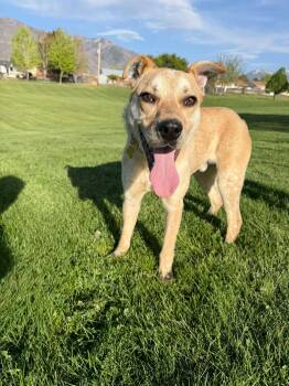 Cattle Dog Dogs Available for Adoption in Salt Lake City, Utah - Alfredo | PetCurious