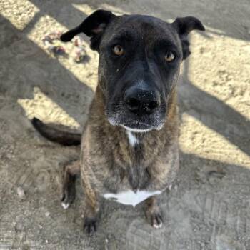 Labrador Retriever and Mixed Breed Dogs Available for Adoption in Thousand Palms, California - TANYA | PetCurious