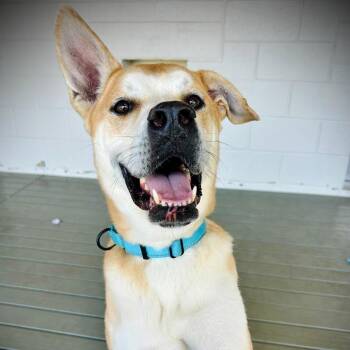 Reese -  Canaan Dog and Mixed Breed Dog for Adoption in Englewood, Florida - Reese | PetCurious