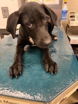 Blair -  Mixed Breed Dog for Adoption in Mobile, Alabama - Blair | PetCurious