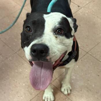 Jill (Baby Girl) -  Pit Bull Terrier and Mixed Breed Dog for Adoption in Fort Smith, Arkansas - Jill (Baby Girl) | PetCurious