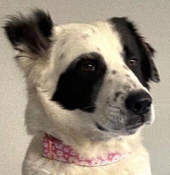 Mixed Breed Dogs Available for Adoption in Dallas, Texas - Panda | PetCurious