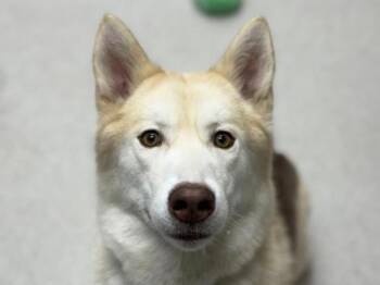 Rescue Siberian Husky Dogs for Adoption in Portland, Oregon - Glimmer | PetCurious