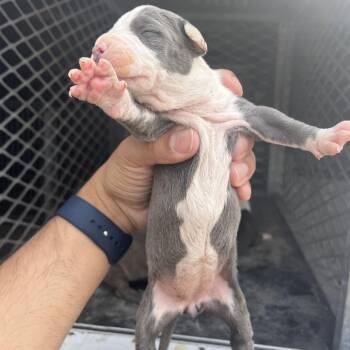 Pit Bull Terrier Dogs Available for Adoption in Edinburg, Texas - Kate | PetCurious