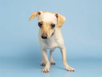 ANNIE -  Chihuahua Dog for Adoption in Phoenix, Arizona - ANNIE | PetCurious