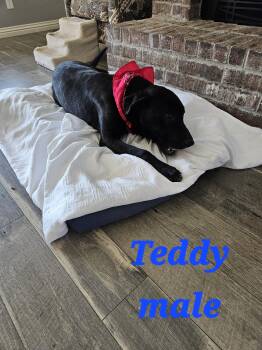 Rescue Labrador Retriever Dogs for Adoption in Springdale, Arkansas - Teddy | PetCurious