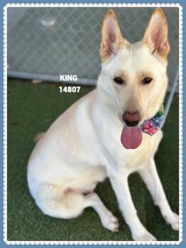 Rescue Shepherd Dogs for Adoption in Marietta, Georgia - KING | PetCurious