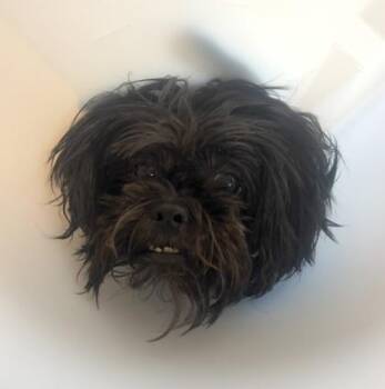 Bella -  Shih Tzu and Mixed Breed Dog for Adoption in Honolulu, Hawaii - Bella | PetCurious