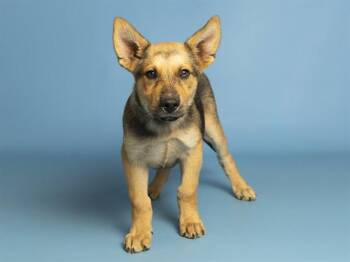 GRIMES -  German Shepherd Dog and Mixed Breed Dog for Adoption in Phoenix, Arizona - GRIMES | PetCurious