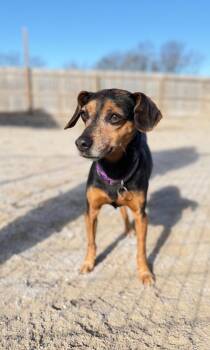 Miniature Pinscher Dogs Available for Adoption in Muskegon, Michigan - Minzey | PetCurious