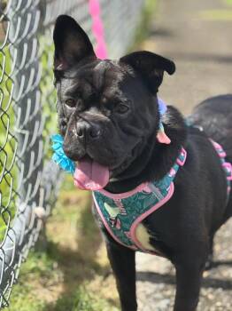 French Bulldog and Boston Terrier Dogs Available for Adoption - Peppa | PetCurious