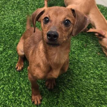 Dachshund and Mixed Breed Dogs Available for Adoption in Columbia, Missouri - Samson | PetCurious