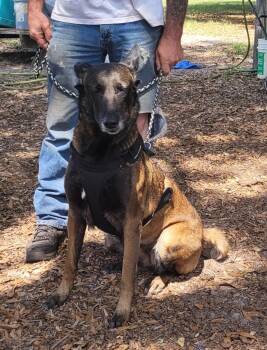 Bella -  Belgian Shepherd Malinois Dog for Adoption in Chiefland, Florida - Bella | PetCurious