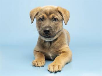 German Shepherd Dog and Mixed Breed Dogs Available for Adoption in Phoenix, Arizona - CINNAMON | PetCurious