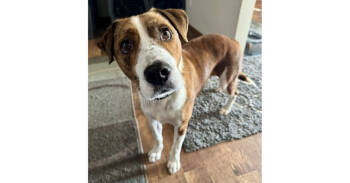 Rescue Hound Dogs for Adoption in Naperville, Illinois - Ziggy | PetCurious