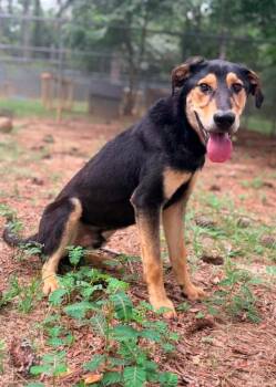 Maxx -  Black Mouth Cur and Shepherd Dog for Adoption in Albany, Georgia - Maxx | PetCurious