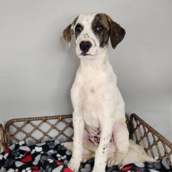 Genji -  Dalmatian and Great Pyrenees Dog for Adoption in Fort Wayne, Indiana - Genji | PetCurious